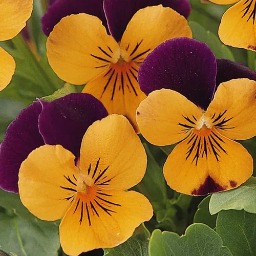 Vista 3 de Viola Flower Garden Seeds - Sorbet F1 Series - Mezcla - 100 Semillas - Semillas Anuales de Jardinería de Flores