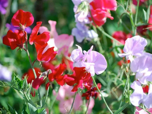 Vista 5 de Semillas Fragantes Sweet Pea Enano Escalada - Flores Anuales para Plantar - Libre de OGM