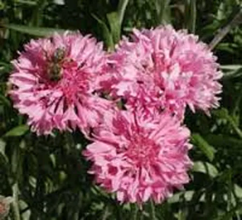 Vista 2 de Botón de soltero, semillas rosas altas, 100 semillas, hermosas flores de color rosa brillante.