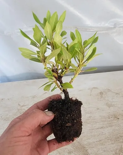 Vista 3 de (1) - Rododendro Rojo Nova Zembla - Planta de inicio (26.2 ft) (1 Planta Viva)