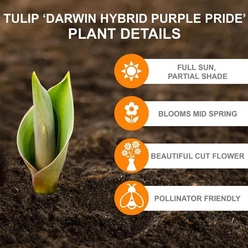 Vista 2 de Garden State Bulb Darwin Hybrid Purple Pride Tulip Flower Bulbs, 12/+ cm (bolsa de 25)