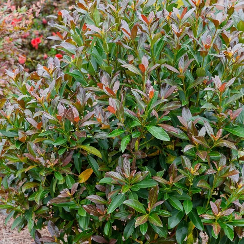 Vista 2 de Southern Living Viburnum - Arbusto superior de cobre de 2 galones