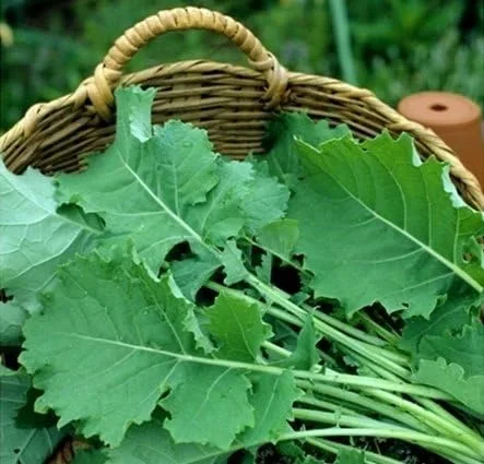 Vista 2 de Kale Premier Great Heirloom - Semillas vegetales a granel de 1 libra