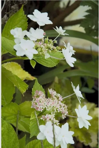 Vista 8 de Hydrangea 'Fuji Waterfall' - Hortensia rara doble lacecap - Elegantes flores blancas en cascada - Arbusto de jardín de sombra resistente - Maceta