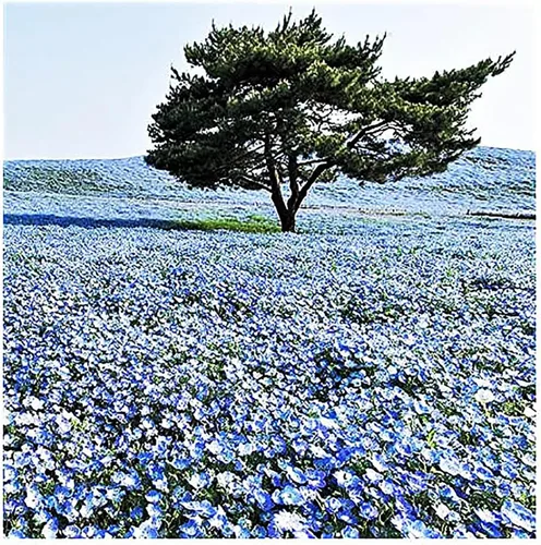 Vista 3 de 1500 semillas de flores silvestres Baby Blue Eyes - Flores silvestres nativas de California - Nemophila Menziesii Seeds