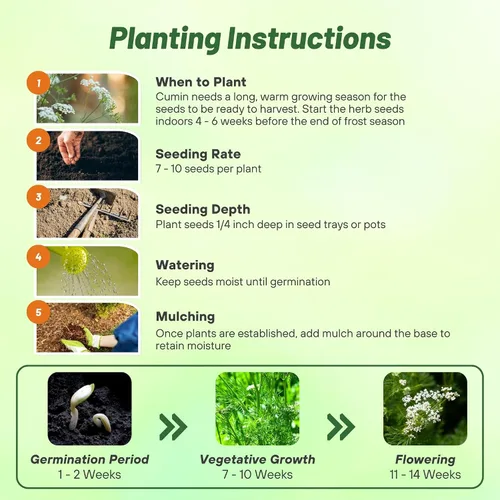 Vista 4 de Outsidepride Semillas de comino blanco comunes para plantar, 1000 piezas anuales, especias aromáticas, fáciles de cultivar, semillas sabrosas