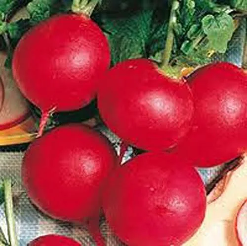 Vista 2 de BULK - Rábano alemán gigante de gran reliquia vegetal de 1 libra