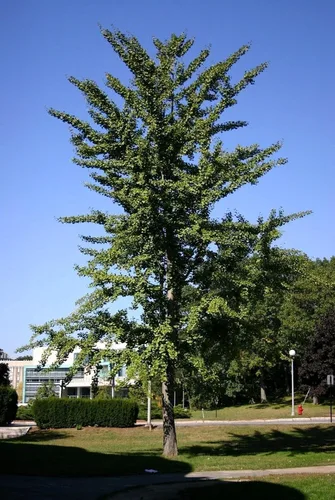 Vista 3 de Generic 2 árboles Ginkgo plantas vivas - 1qt. Pot Culantrillo Árbol Ginkobiloba