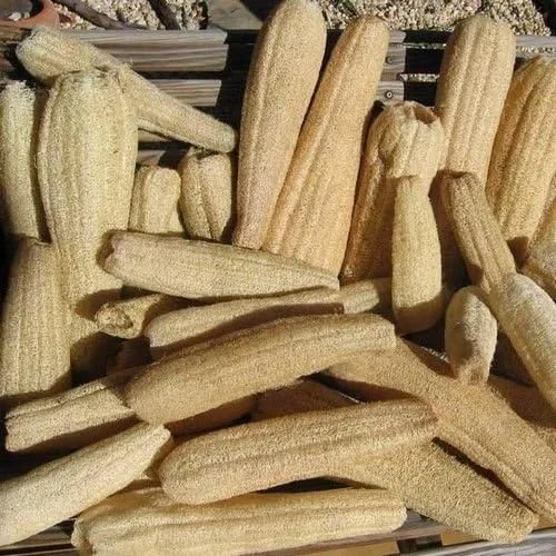Vista 2 de Calabaza Luffa Esponja Semillas Vegetales (Luffa Cylindrica) 15+Semillas