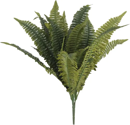 Vista 4 de Ashland Colección de helechos Boston Fern Bush