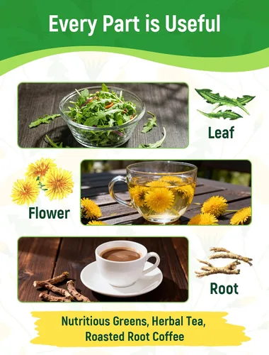 Vista 5 de Semillas de diente de león para plantar: más de 4,000 semillas de hierbas de diente de león (Taraxacum officinale), hojas comestibles, raíces