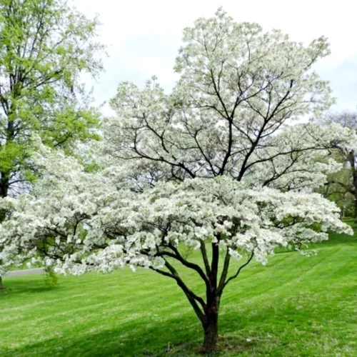 Vista 6 de 20 semillas de cornejo en flor Hermosas semillas de árbol en flor para plantar - Cornalina
