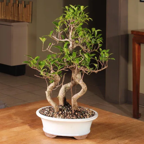 Vista 4 de Brussel's Bonsai - Árbol bonsái para interiores, M Live Ficus - Árbol bonsái de interior, maceta de cerámica, 7 años, fácil cuidado, listo
