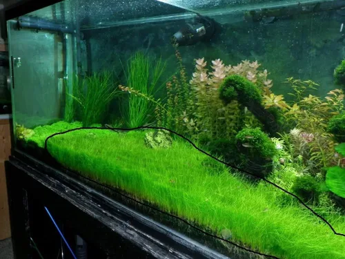 Vista 6 de Marcus Fish Tanks - Eleocharis parvula de pelo enano césped para acuario plantas vivas para alfombrar pecera para peces de agua dulce