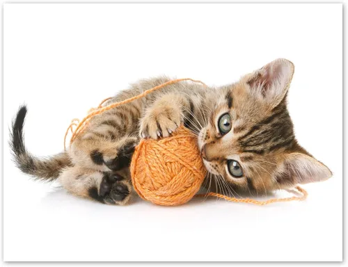 Vista 6 de Tarjetas divertidas de gatito, paquete de 12 tarjetas divertidas de notas de gato con sobres, 4 divertidos diseños de fotos, interior en blanco