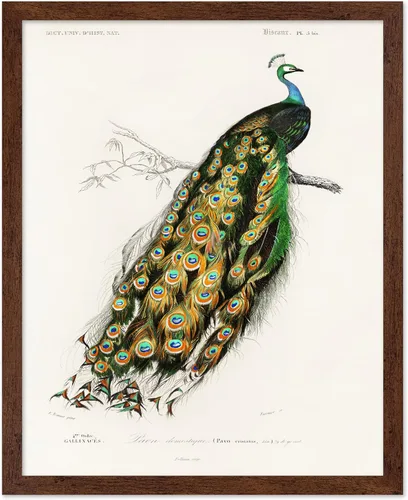Vista 89 de Poster Master Póster vintage de James Audubon – Impresión retro de amargo americano – Arte de aves de América – Regalo para hombres, mujeres