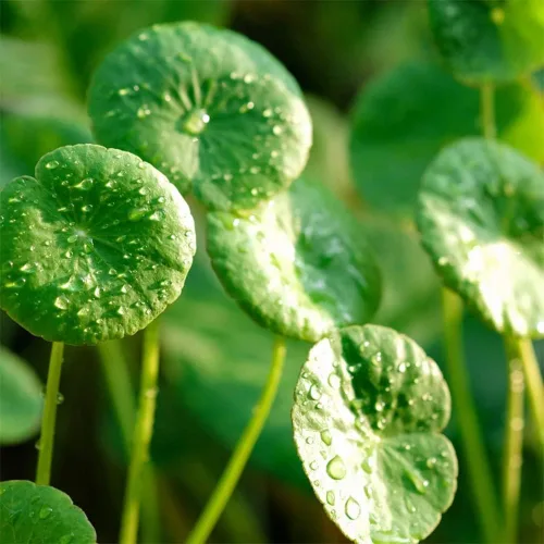 Vista 2 de 500 semillas orgánicas prémium de Centella Asiática, Rau Ma, Pennywort, Gotu Kola, semillas de Kodavan - Semillas de hierbas comestibles