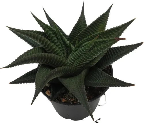 Vista 2 de Twister Haworthia limifolia – Olla de 2.5 pulgadas – Fácil de cultivar Suculenta