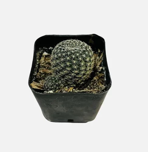 Vista 6 de Plantas de cactus vivas de USKC (maceta Opuntia Santa Rita de 4 pulgadas)
