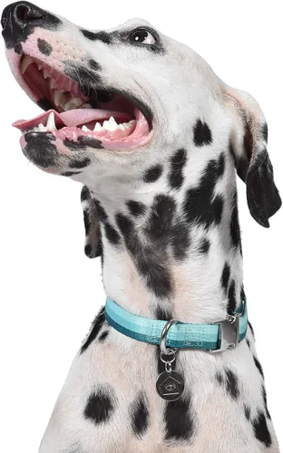 Vista 7 de Now House for Pets de Jonathan Adler Jonathan Adler: Collar de croma verde Now House, pequeño Manera elegante y moderna de mantener a tu perro