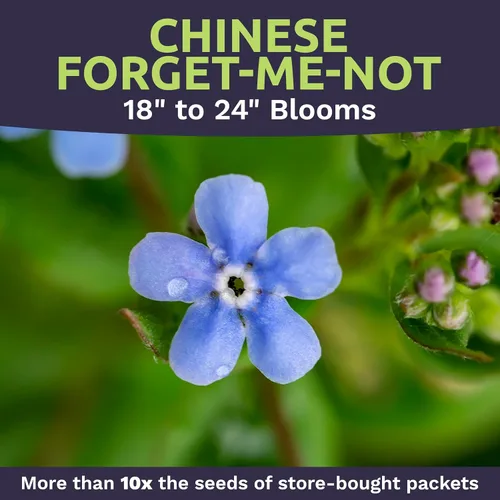 Vista 4 de Chinese Forget Me Not Wildflower Seeds - Paquete a granel de 1 onza - Más de 5,500 semillas polinizadas abiertas - Blue Cynoglossum amabile