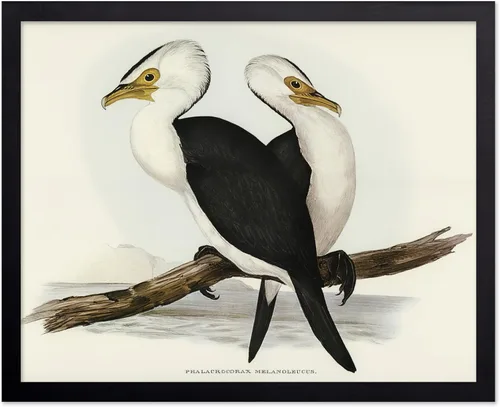 Vista 11 de Poster Master Póster vintage de James Audubon – Impresión retro de amargo americano – Arte de aves de América – Regalo para hombres, mujeres