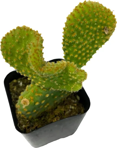 Vista 2 de Plantas de cactus suculentas vivas (2 pulgadas Opuntia Microdasy Golden Swirl Monstrose)
