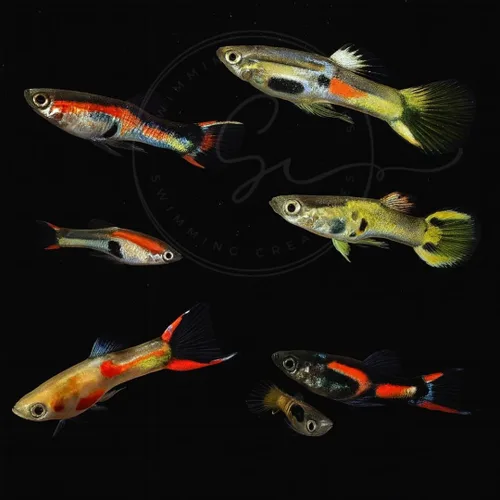 Vista 7 de Swimming Creatures™ Peces de Acuario de Agua Dulce Tropicales Guppy/Platy Reproductores Vivos (4 Machos Guppy Oro 24K de 24 cm)