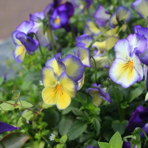 Vista 6 de Más de 200 semillas de pensamiento para plantar, semillas de flor de viola perenne de colores mixtos, semillas de pensamiento sin OMG para jardín