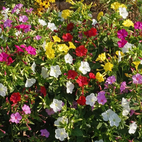 Vista 2 de UtopiaSeeds - Mirabilis Jalapa - Flores tolerantes al calor y la sequía