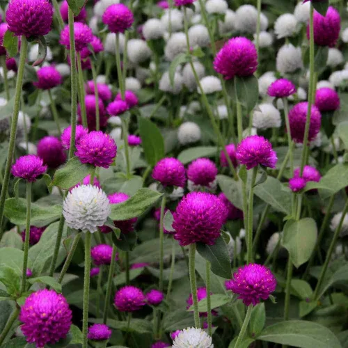 Vista 7 de Outsidepride - Semillas mixtas de Gomphrena - 1000 piezas anuales, tolerantes al calor y la sequía, semillas de amaranto globo amigables