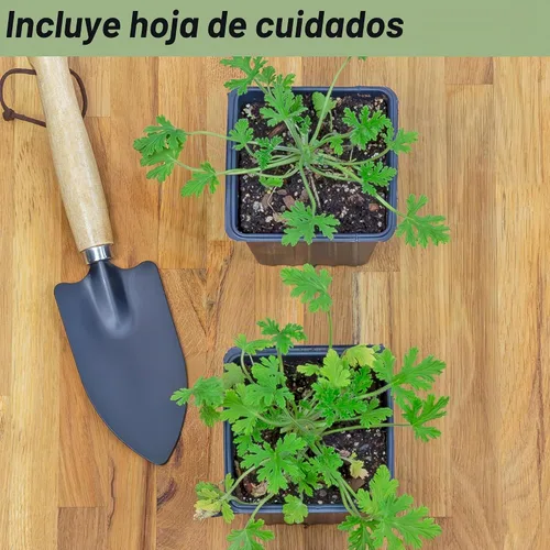 Vista 2 de Plantas vivas de geranio de citronela (paquete de 2); plantas en maceta perfumadas de citronela Pelargonium