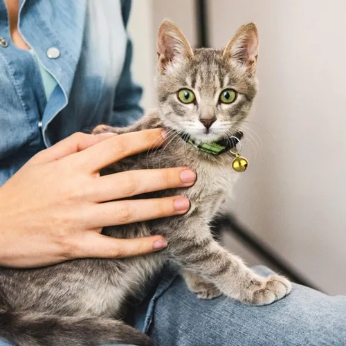 Vista 7 de TIESOME Campanas para mascotas para collar de perro y gato, accesorios colgantes para mascotas, acero inoxidable, 24 juegos de campanas