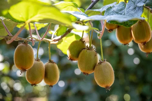 Vista 6 de Semillas de frutas para plantar - Semillas de frutas de jardín (caqui americano - 10 semillas)