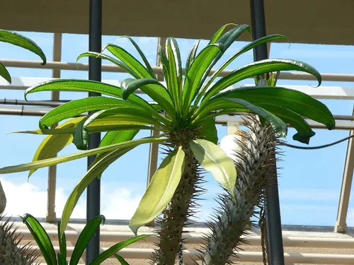 Vista 2 de 10 semillas de Pachypodium Geayi Árbol de pie de elefante Semilla de planta de palma de Madagascar
