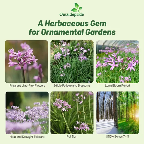 Vista 2 de Outsidepride Society Semillas de ajo para plantar, 50 piezas perennes, de bajo mantenimiento, flores moradas, frescas para jardines de hierbas, uso
