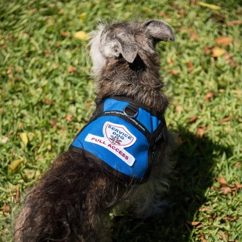 Vista 7 de Chaleco de acceso completo de malla para perros de servicio premium (circunferencia de 9 a 13 pulgadas, azul) - Incluye cinco tarjetas de folleto