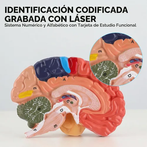 Vista 5 de Modelo de cerebro humano, modelo de anatomía cerebral de tamaño real, modelo de cerebro de PVC de 2 partes con números grabados con láser, regiones