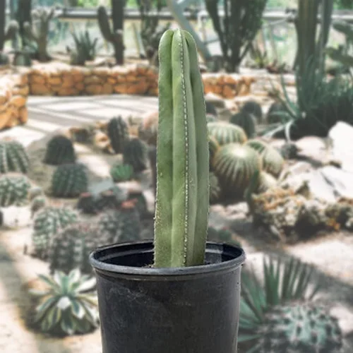 Vista 9 de Cactus Outlet - Curiosity - Plantas de cactus vivas, plantas vivas para uso en interiores y exteriores, cactus vivos, 12 a 18 pulgadas, cactus vivos