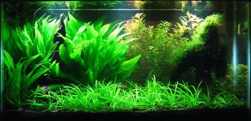 Vista 2 de Plantas de acuario vivas en maceta Plantas acuáticas de agua dulce para acuarios (espada amazónica)