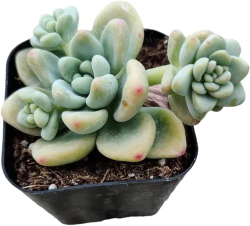 Vista 5 de Plantas de cactus suculentas vivas (2 pulgadas Opuntia Microdasy Golden Swirl Monstrose)
