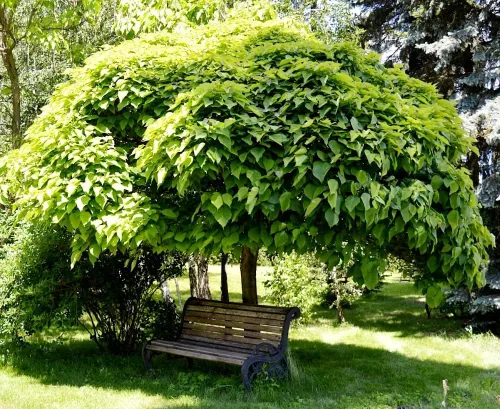 Vista 3 de Indian Bean Tee Árbol de cigarros del sur Catawba Árbol Catalpa Bignonioides 10 Semillas