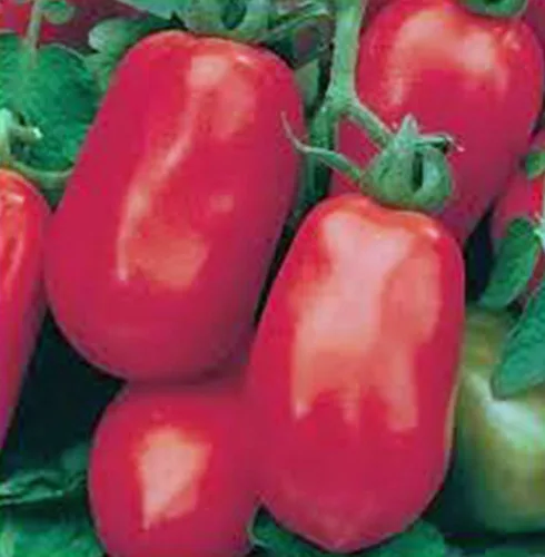 Vista 2 de Tomate, Roma italiano, reliquia, más de 21 semillas, deliciosa fruta roja sabrosa