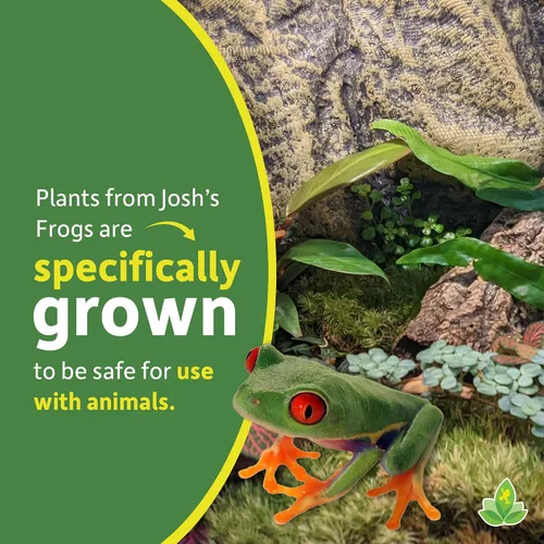 Vista 4 de Josh's Frogs Kit de plantas de vivario tropical de 12x12x18