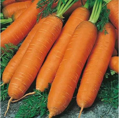 Vista 3 de Zanahoria Vegetal Red Giant - 1000 Semillas