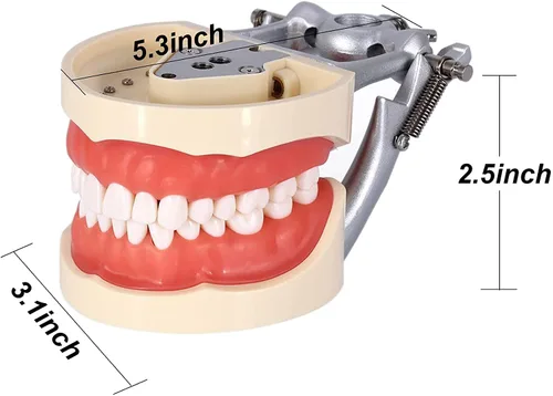Vista 8 de Typodont - Poste de montaje para dientes modelo ajustable de 360 grados en el escritorio, compatible con Kilgore Nissin Columbia Dentoform Frasaco