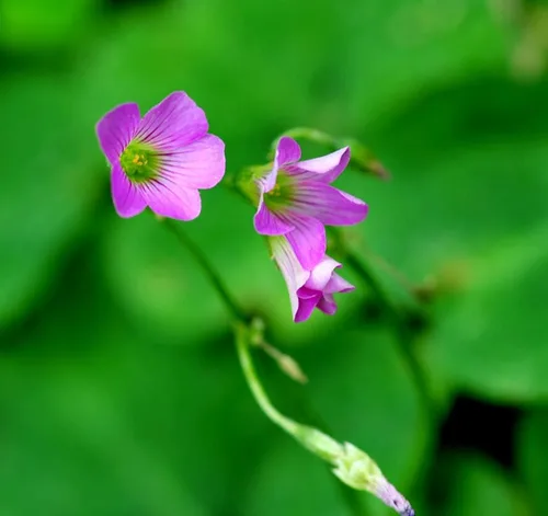 Vista 2 de Bulbos de trébol verde, 15 bulbos Oxalis de la suerte para plantar, fáciles de cultivar en interiores fuera de la elección del jardinero novato
