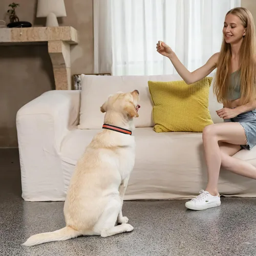 Vista 7 de Collar de perro recargable con luces LED para la noche, collar de perro que brilla en la oscuridad, impermeable, collar ajustable con luz