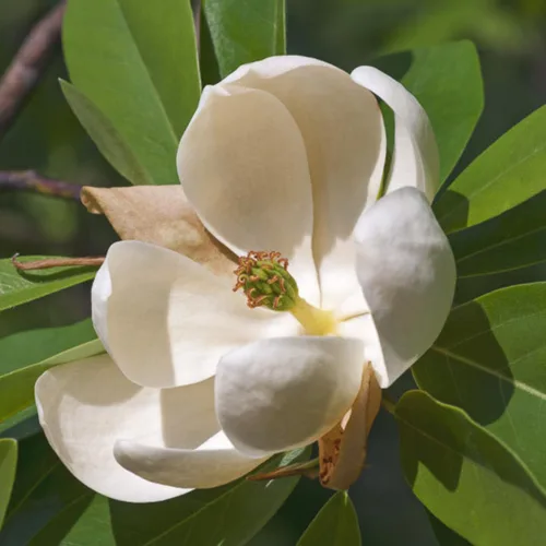 Vista 5 de Sweetbay Árbol de magnolia, árboles de magnolia de 6 a 12 pulgadas, plantas vivas para plantar al aire libre, maceta de 4 pulgadas, planta de flores