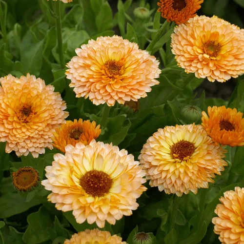 Vista 7 de Outsidepride 1000 semillas anuales de caléndula rosa sorpresa Pot semillas de flores de caléndula para plantar
